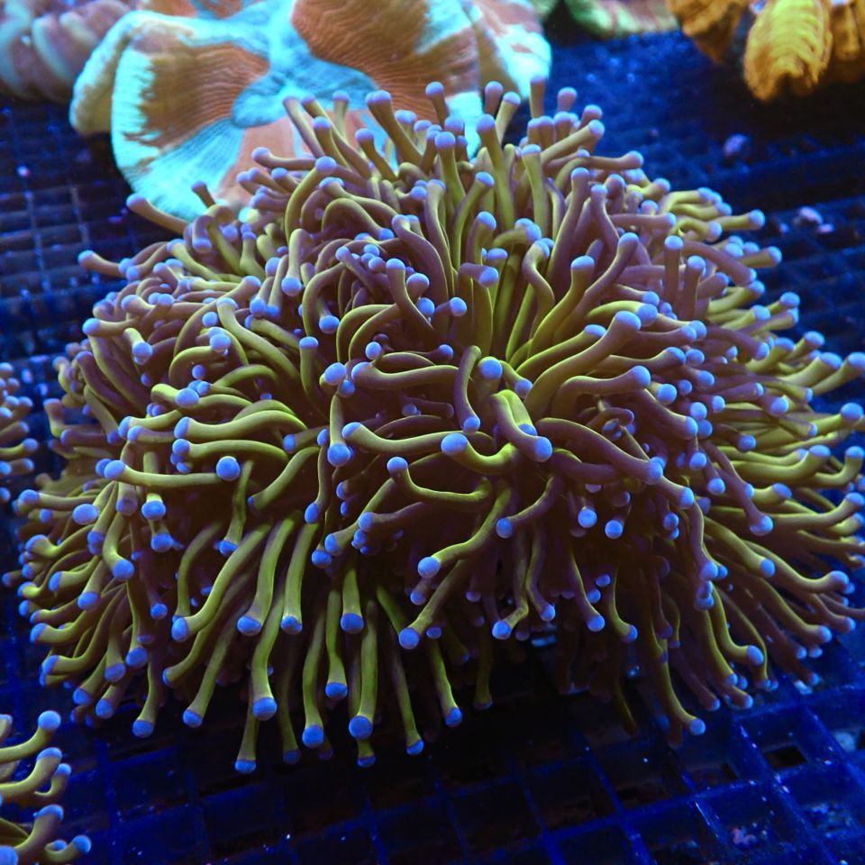 ハナサンゴ green & gold ハナサンゴ green & gold ハナサンゴ green & gold サンゴ,LPS