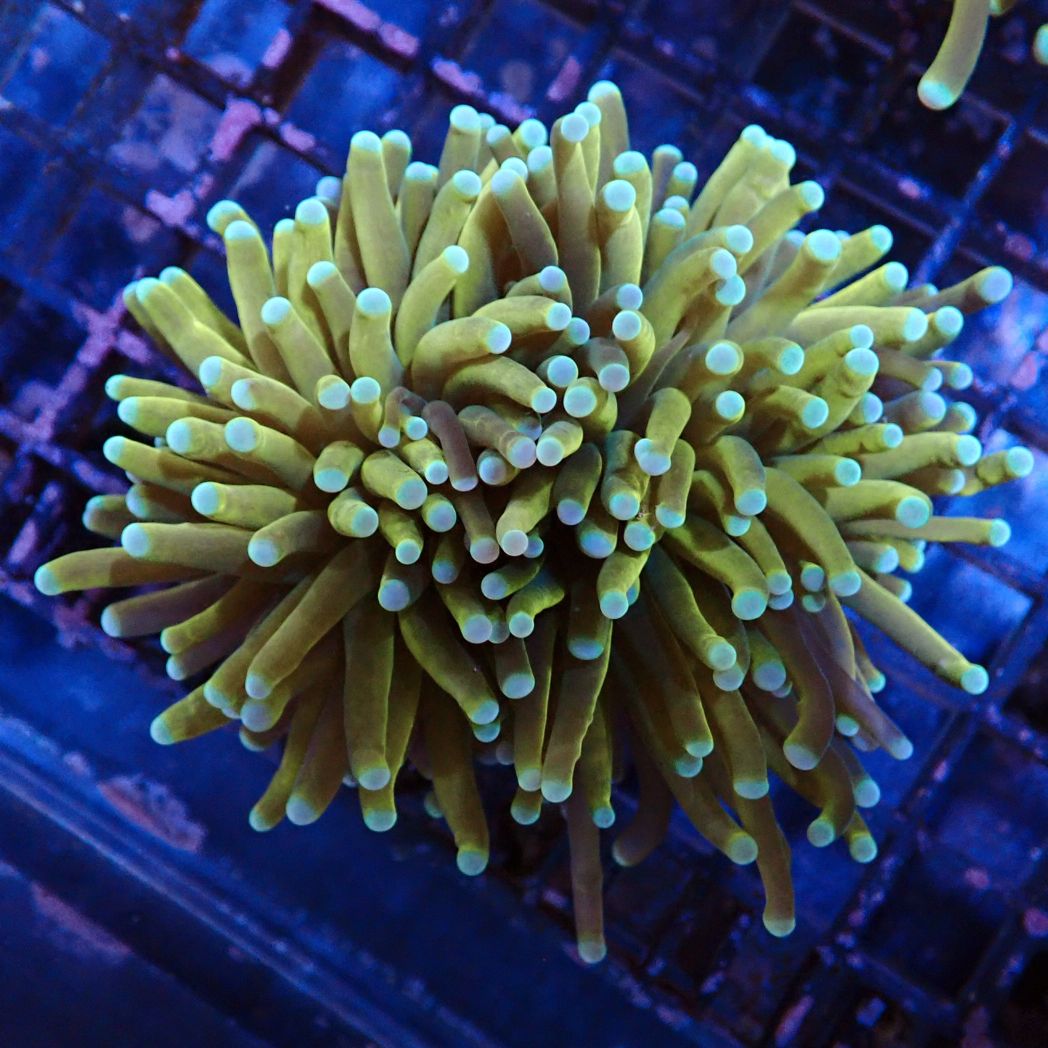 その他 sanngo サンゴ,LPS,ツツマルハナサンゴ | CENTRAL CORAL