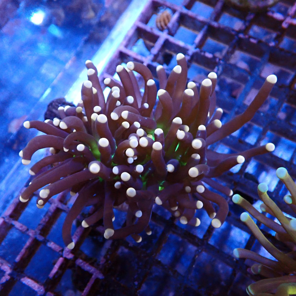 ハナサンゴ green & gold ゴールドトーチが5980円～？！ツツマルハナサンゴかなりお買い得