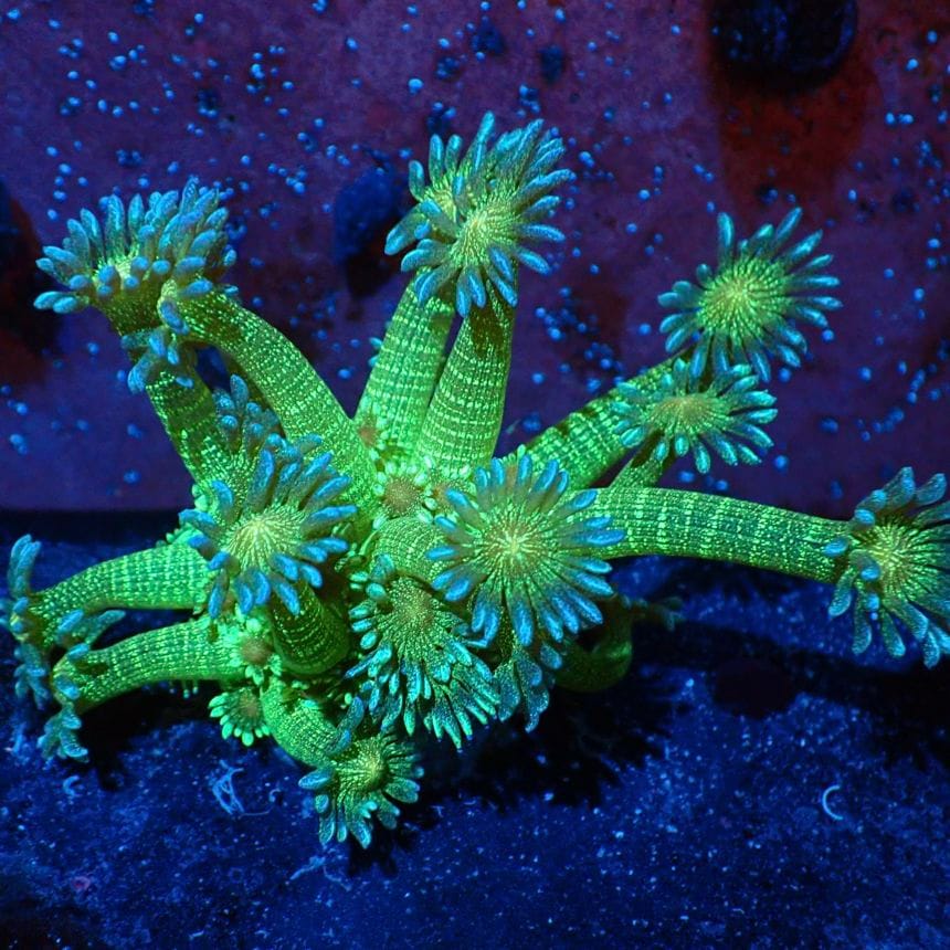 SPS 7種類 サンゴ サンゴ | CENTRAL CORAL