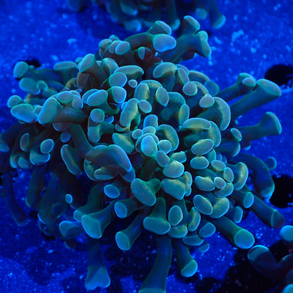 サンゴ,LPS,ナガレハナサンゴ | CENTRAL CORAL