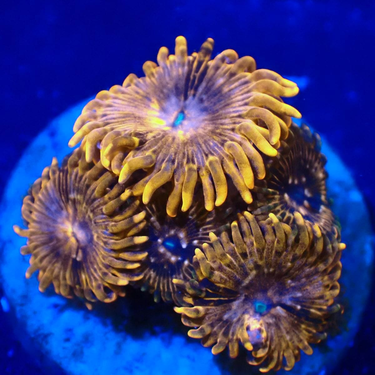 サンゴ,ソフトコーラル | CENTRAL CORAL