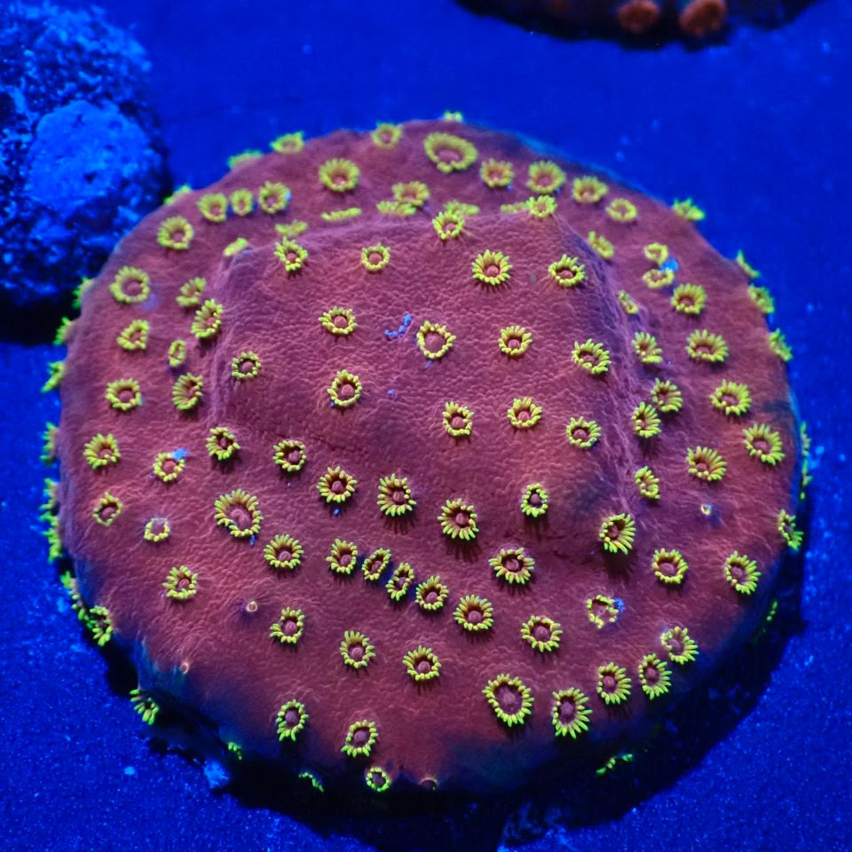 すべての商品 | CENTRAL CORAL