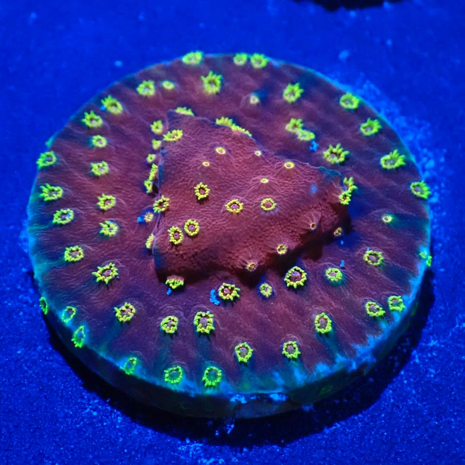 サンゴ | CENTRAL CORAL