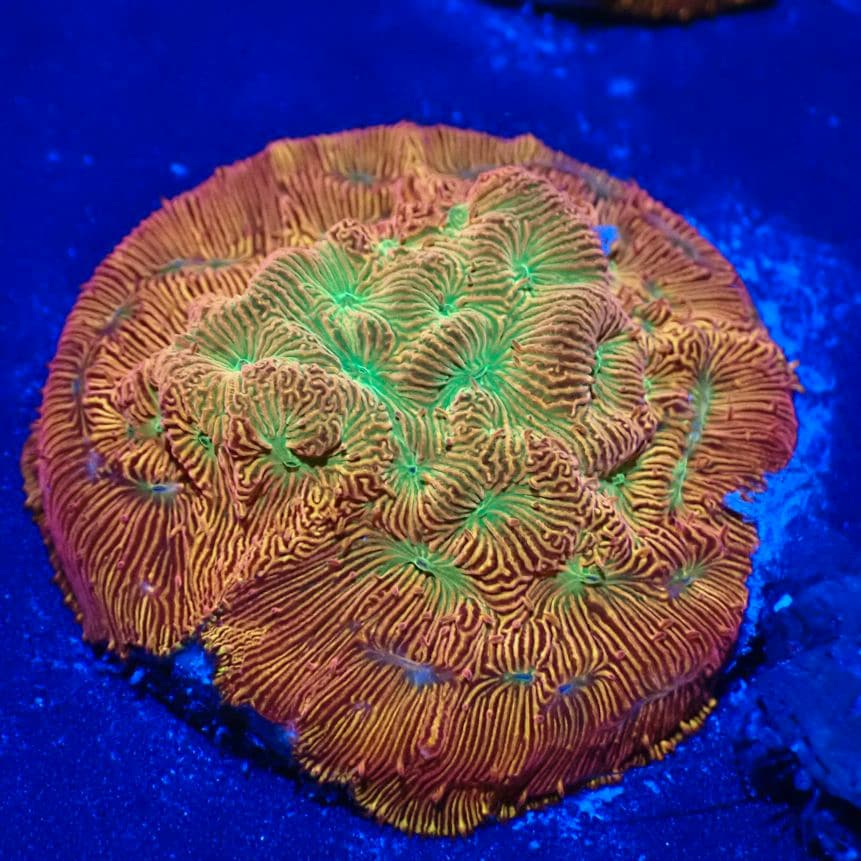 SPS 7種類 サンゴ SPS 7種類 サンゴ オージーSPS｜ウェブ通販｜アクアリウム工房