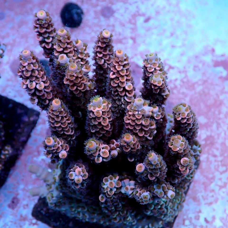 サンゴ,ミドリイシ | CENTRAL CORAL