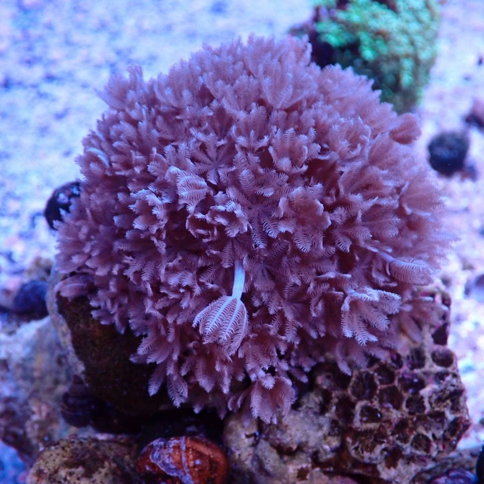 サンゴ,ソフトコーラル | CENTRAL CORAL