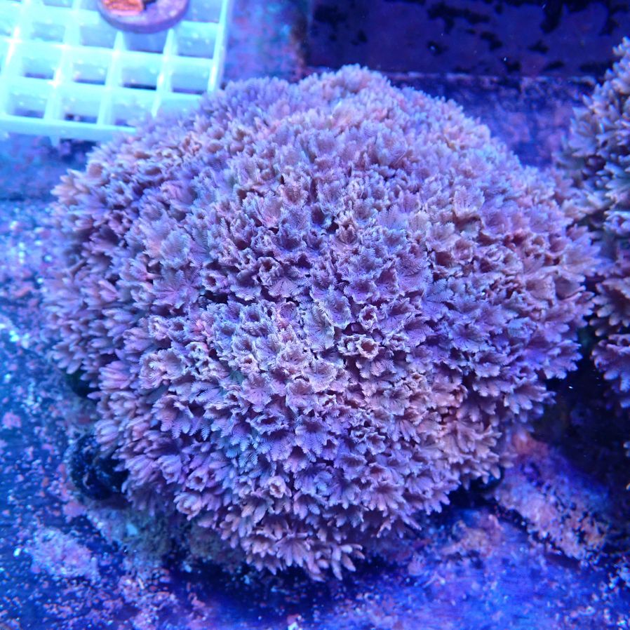 特価サンゴ・海水魚 | CENTRAL CORAL