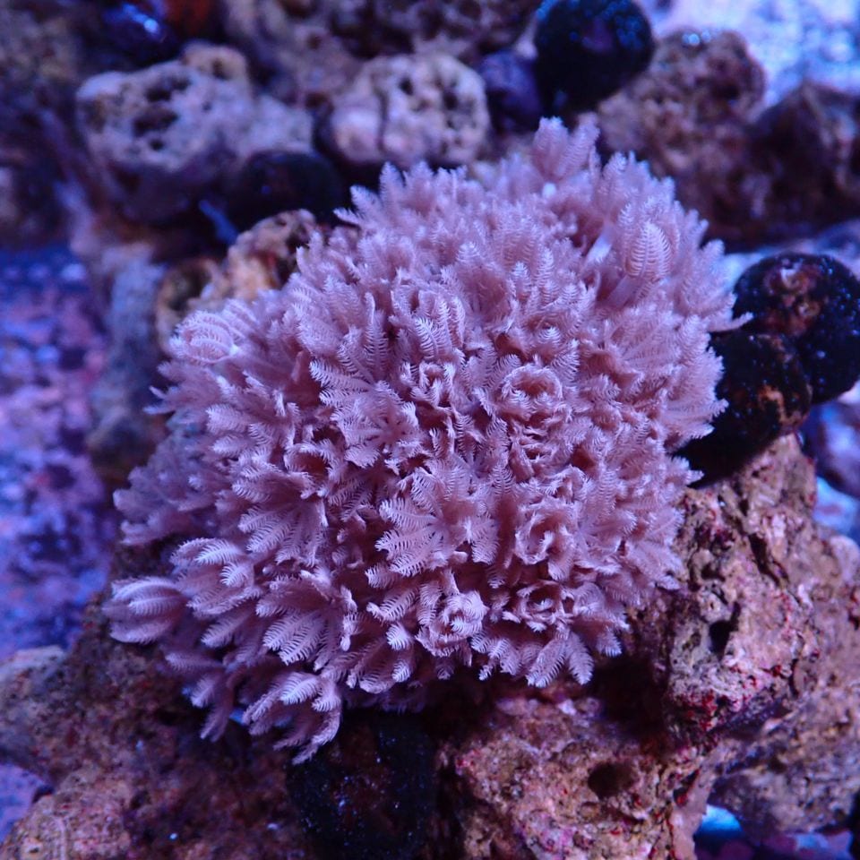 サンゴ,ソフトコーラル | CENTRAL CORAL