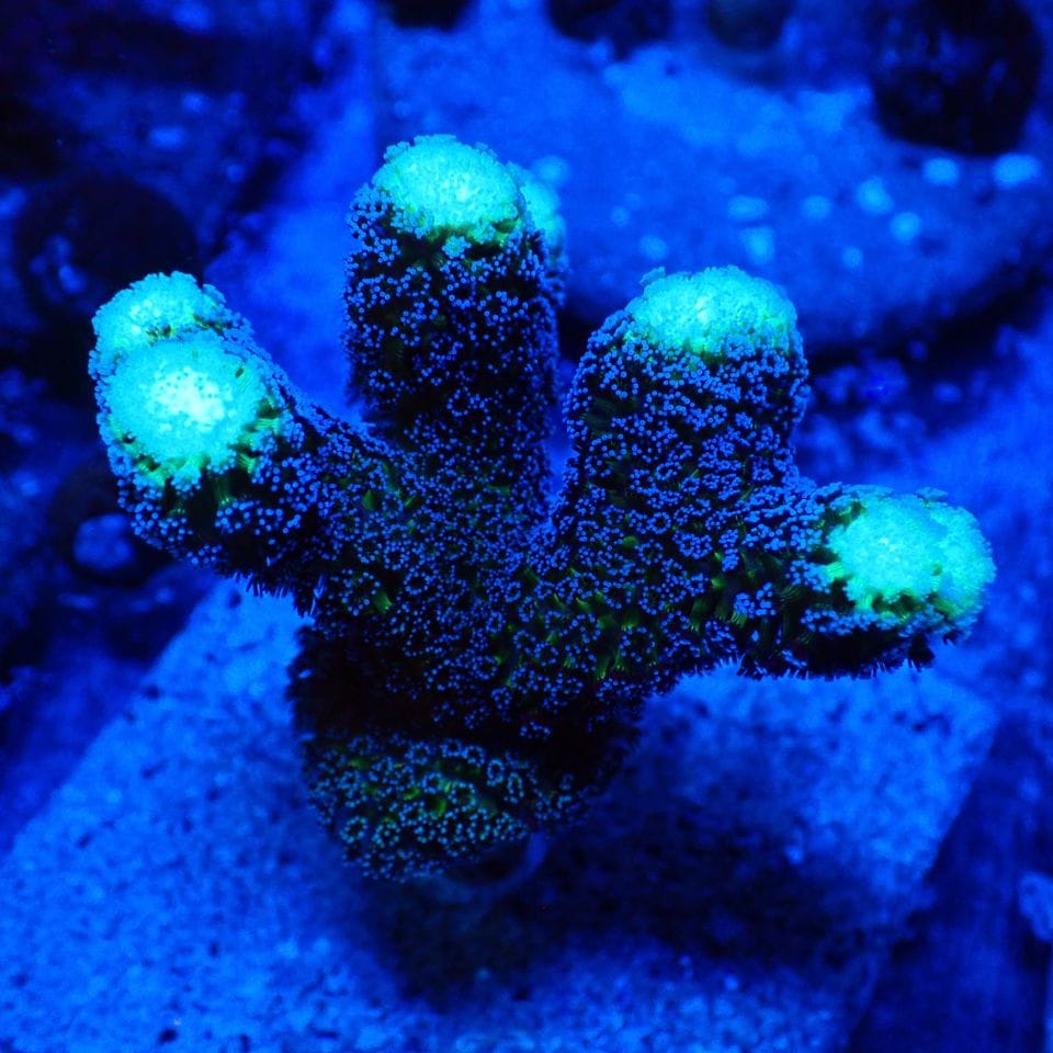 その他 sanngo サンゴ,SPS | CENTRAL CORAL