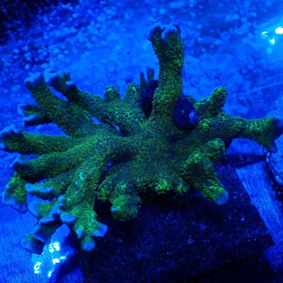 サンゴ,SPS | CENTRAL CORAL