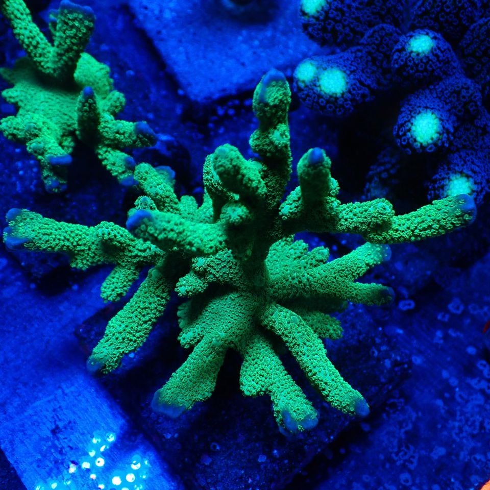 サンゴ,SPS | CENTRAL CORAL