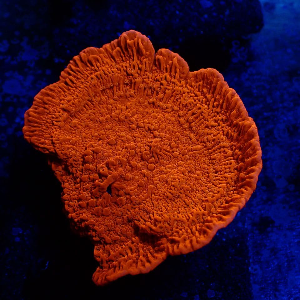 ウスコモンサンゴ　レッド　2つセット ch000322.jpg