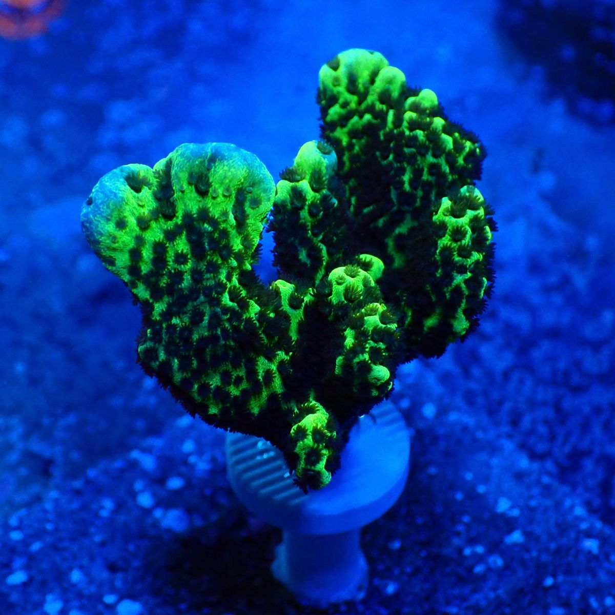 サンゴ,SPS | CENTRAL CORAL