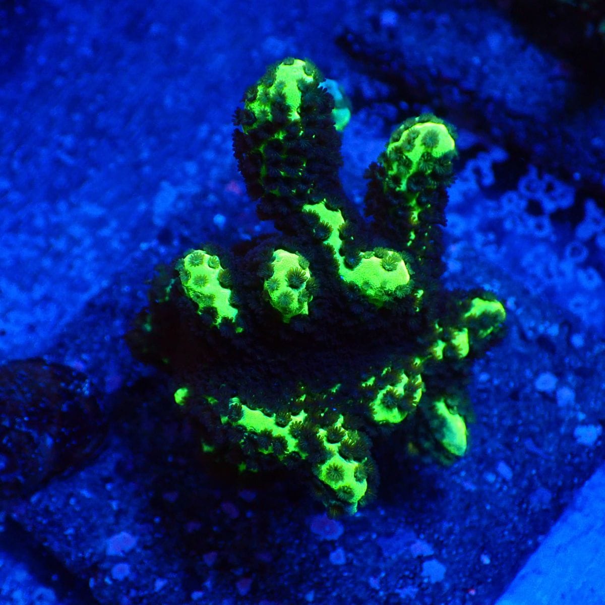 サンゴ,SPS | CENTRAL CORAL