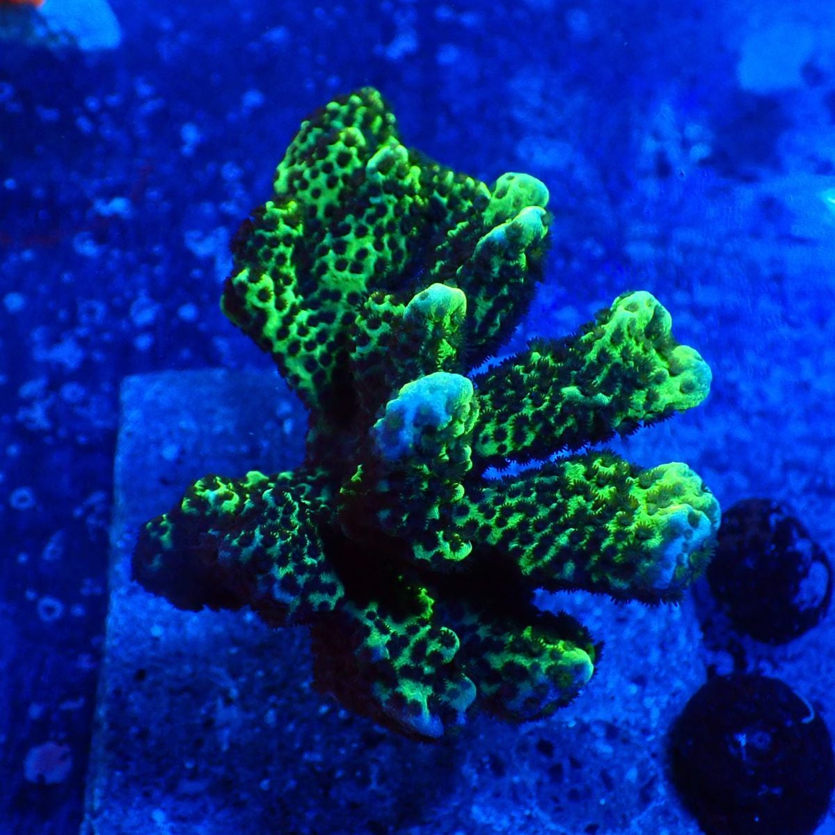 サンゴ,SPS | CENTRAL CORAL