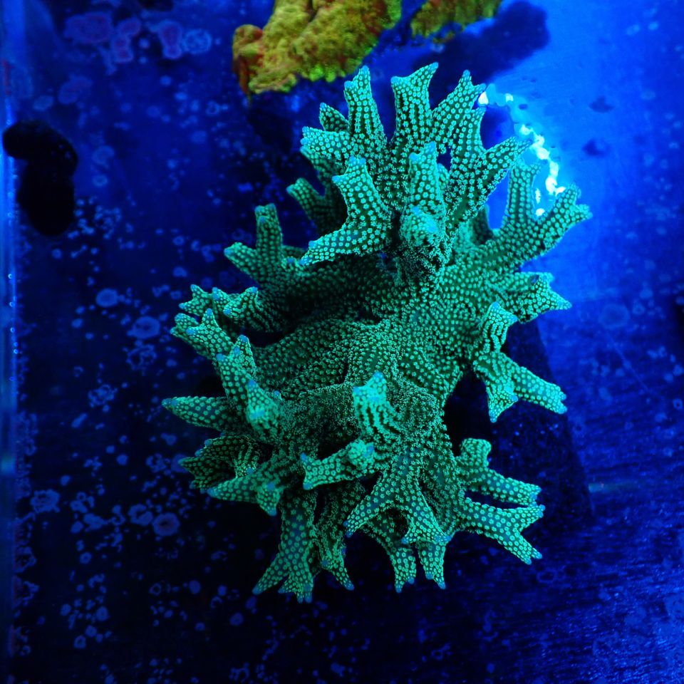 サンゴ,SPS | CENTRAL CORAL
