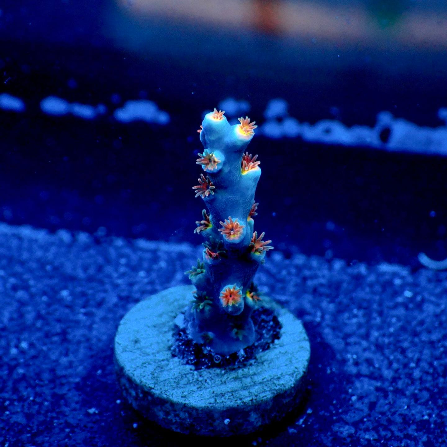 サンゴ,フラグサンゴ,ミドリイシ | CENTRAL CORAL