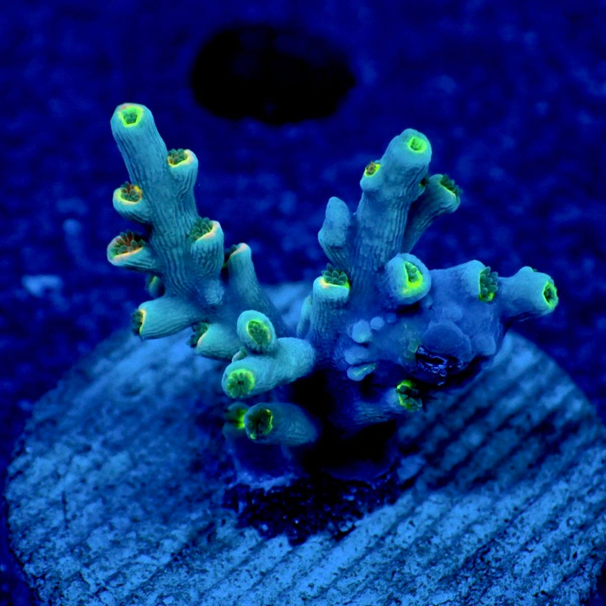 サンゴ,フラグサンゴ,ミドリイシ | CENTRAL CORAL