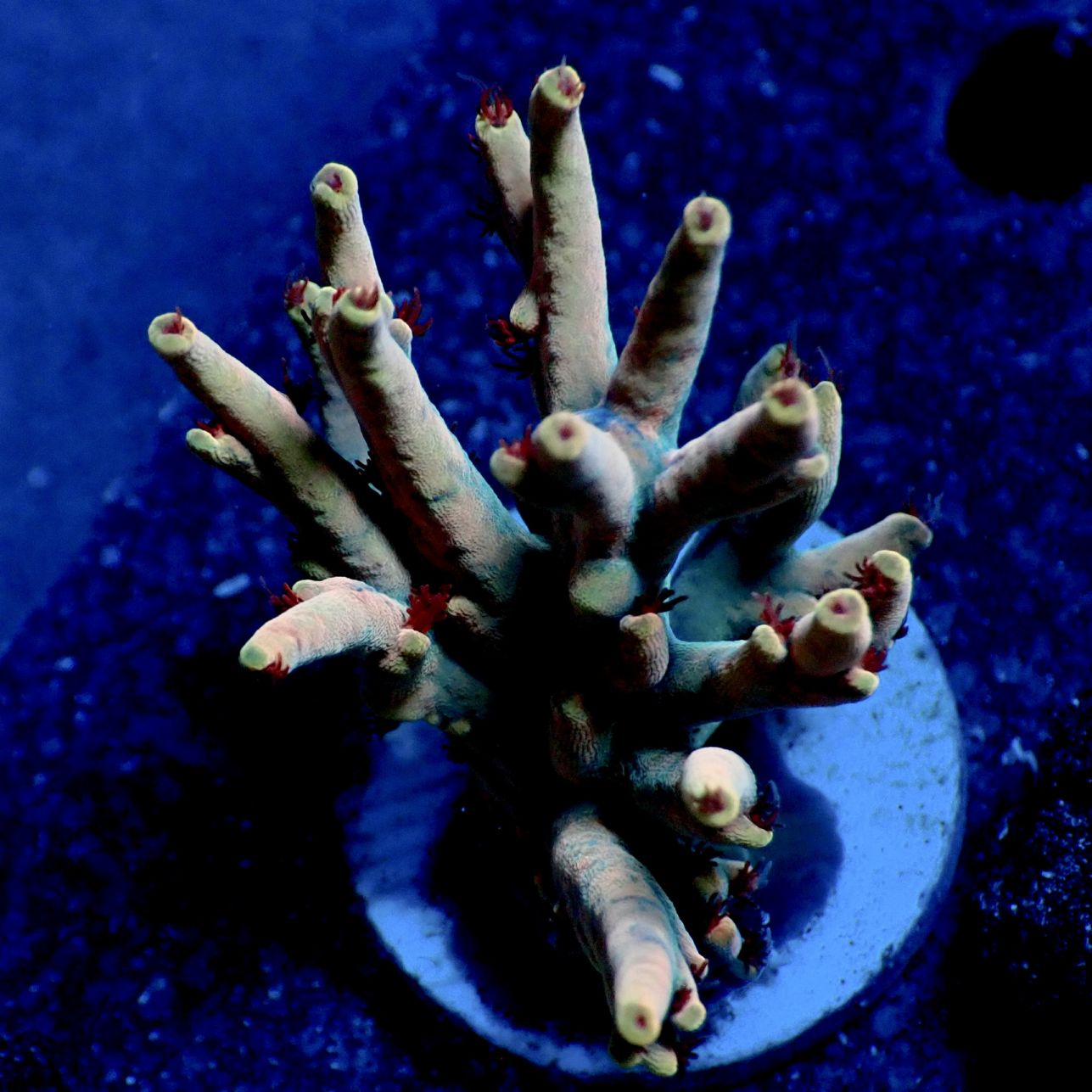 サンゴ,フラグサンゴ,ミドリイシ | CENTRAL CORAL