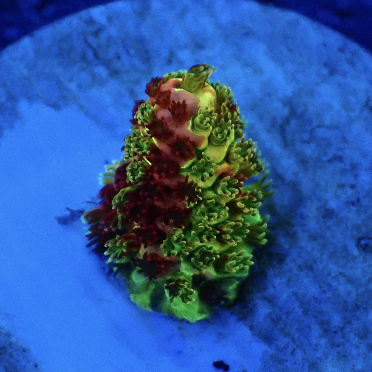 RRC Rainbow Splice 】ミドリイシ 現物 | サンゴ,ミドリイシ | CENTRAL