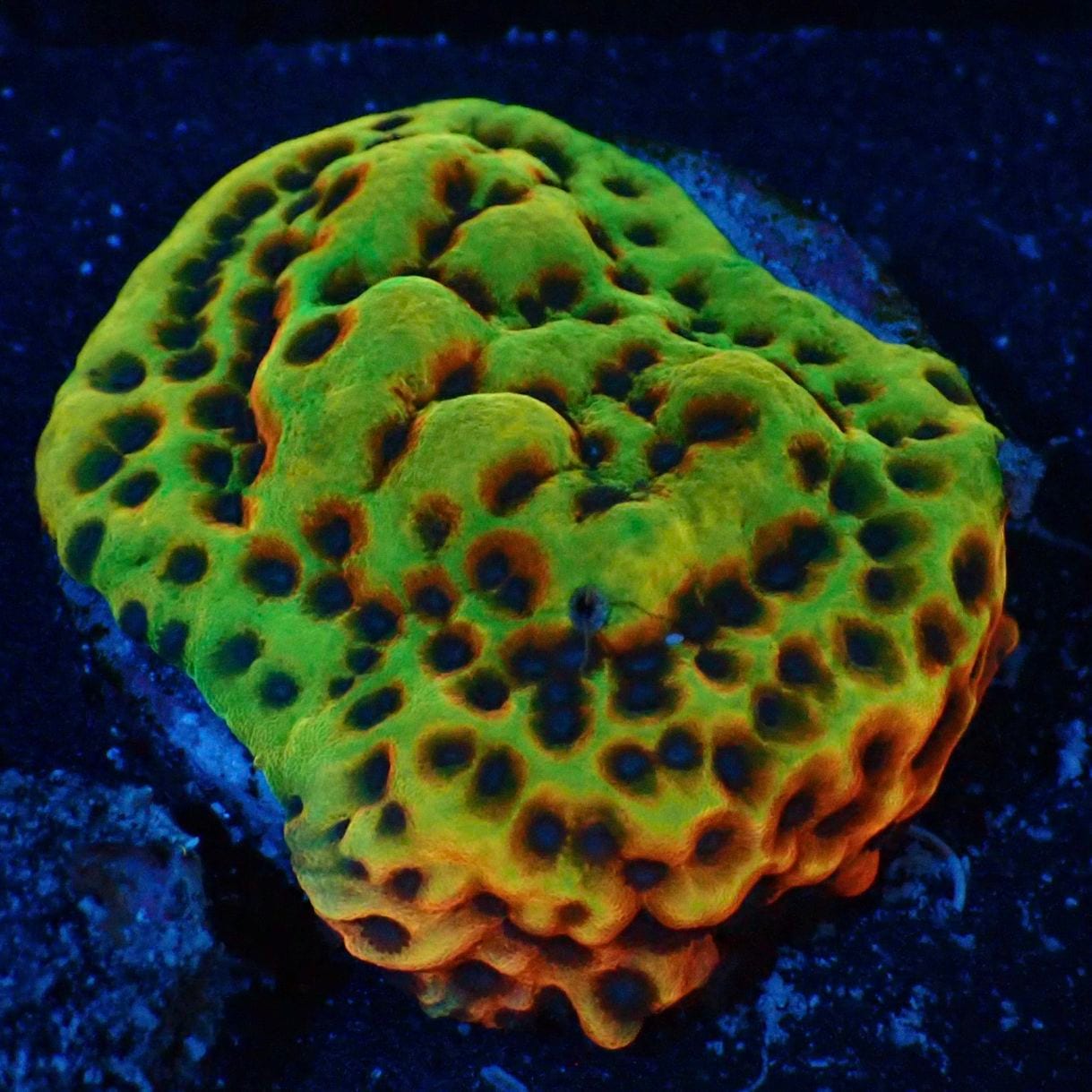 サンゴ,フラグサンゴ | CENTRAL CORAL