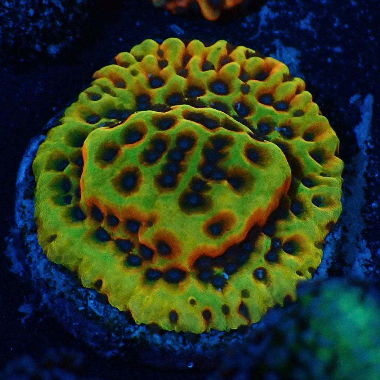 サンゴ,SPS | CENTRAL CORAL