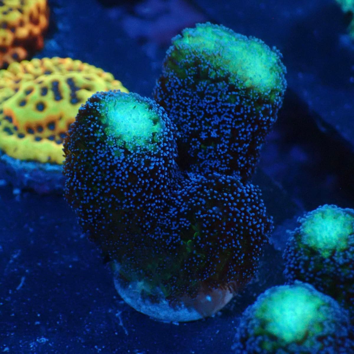 その他 sanngo サンゴ,SPS | CENTRAL CORAL