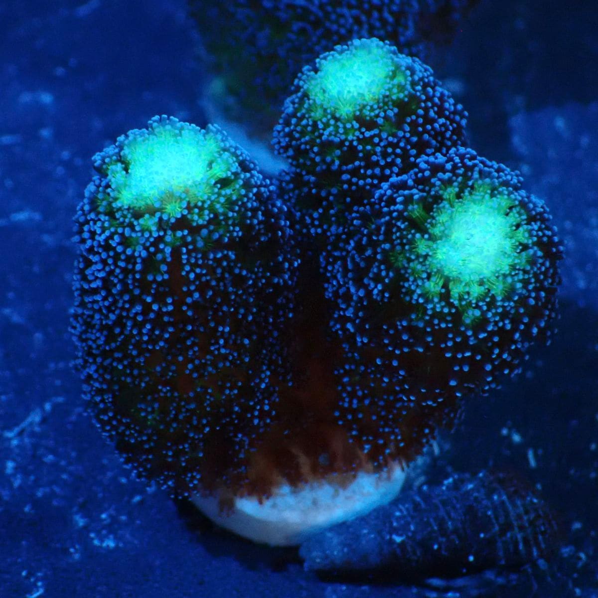 SPS 7種類 サンゴ SPS 7種類 サンゴ