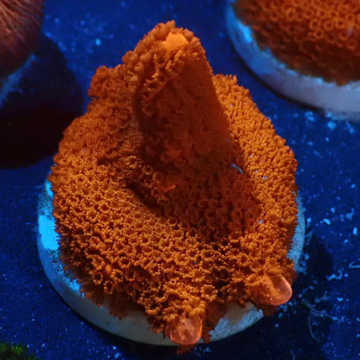 SPS 7種類 サンゴ SPS 7種類 サンゴ，