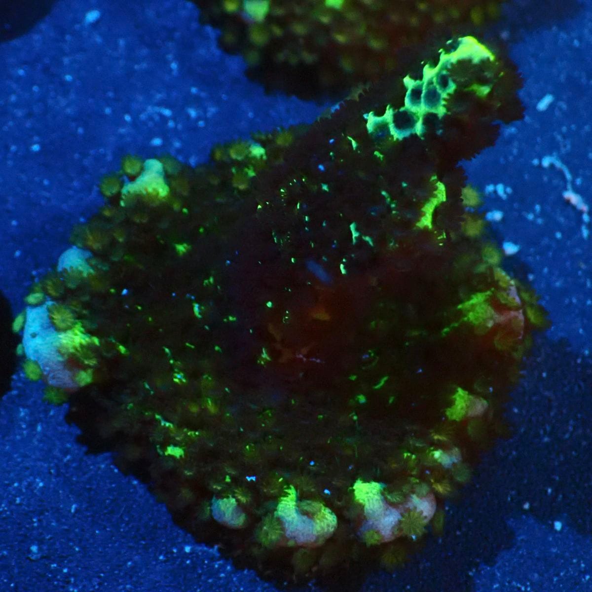 サンゴ,SPS | CENTRAL CORAL