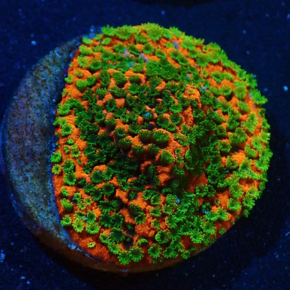 サンゴ,SPS | CENTRAL CORAL
