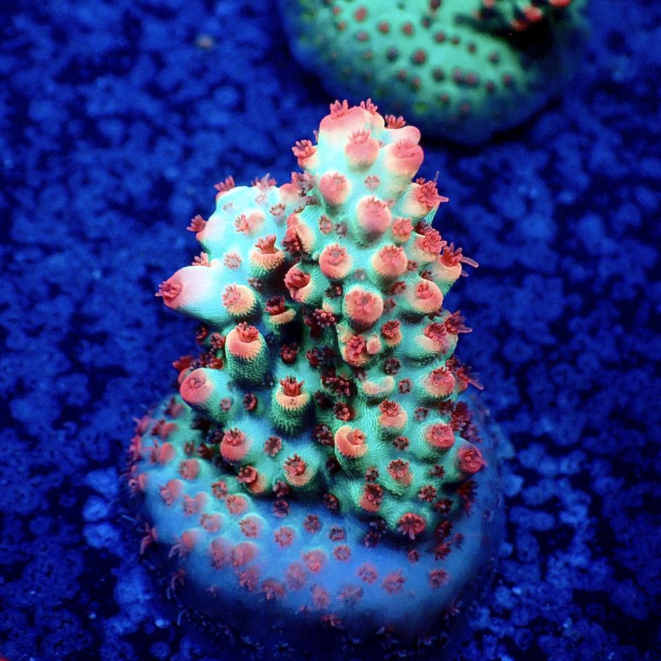 サンゴ,フラグサンゴ | CENTRAL CORAL