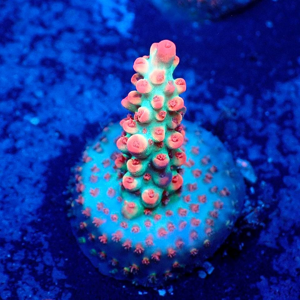 サンゴ,ミドリイシ | CENTRAL CORAL