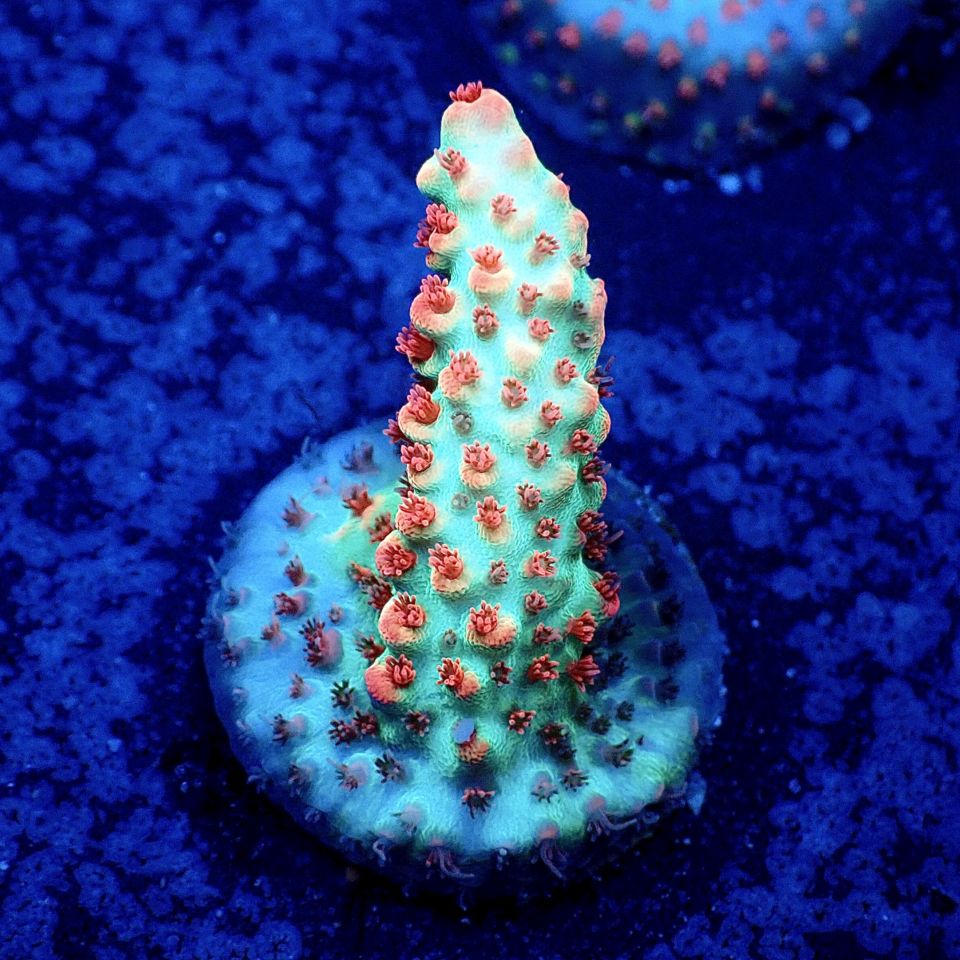 サンゴ,フラグサンゴ,ミドリイシ | CENTRAL CORAL