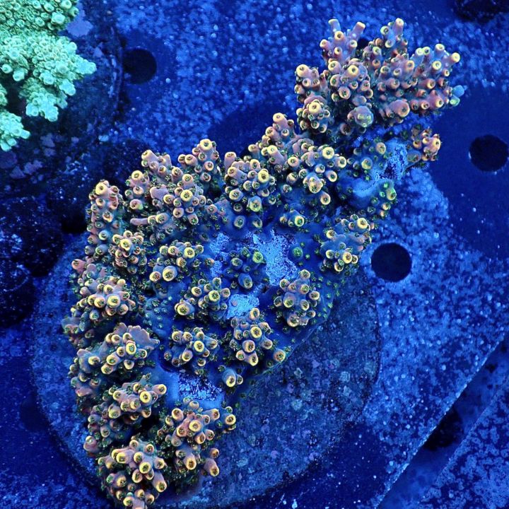 サンゴ,ミドリイシ | CENTRAL CORAL