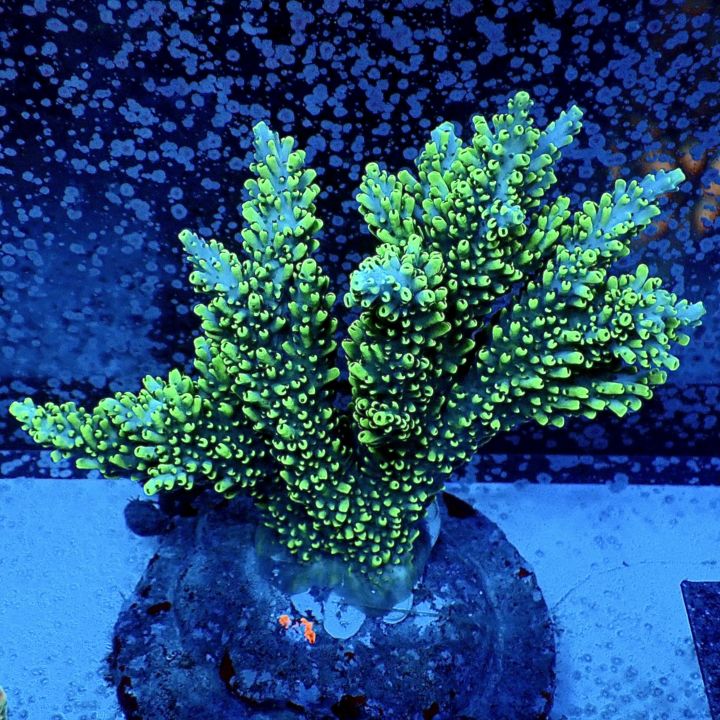 サンゴ,ミドリイシ | CENTRAL CORAL