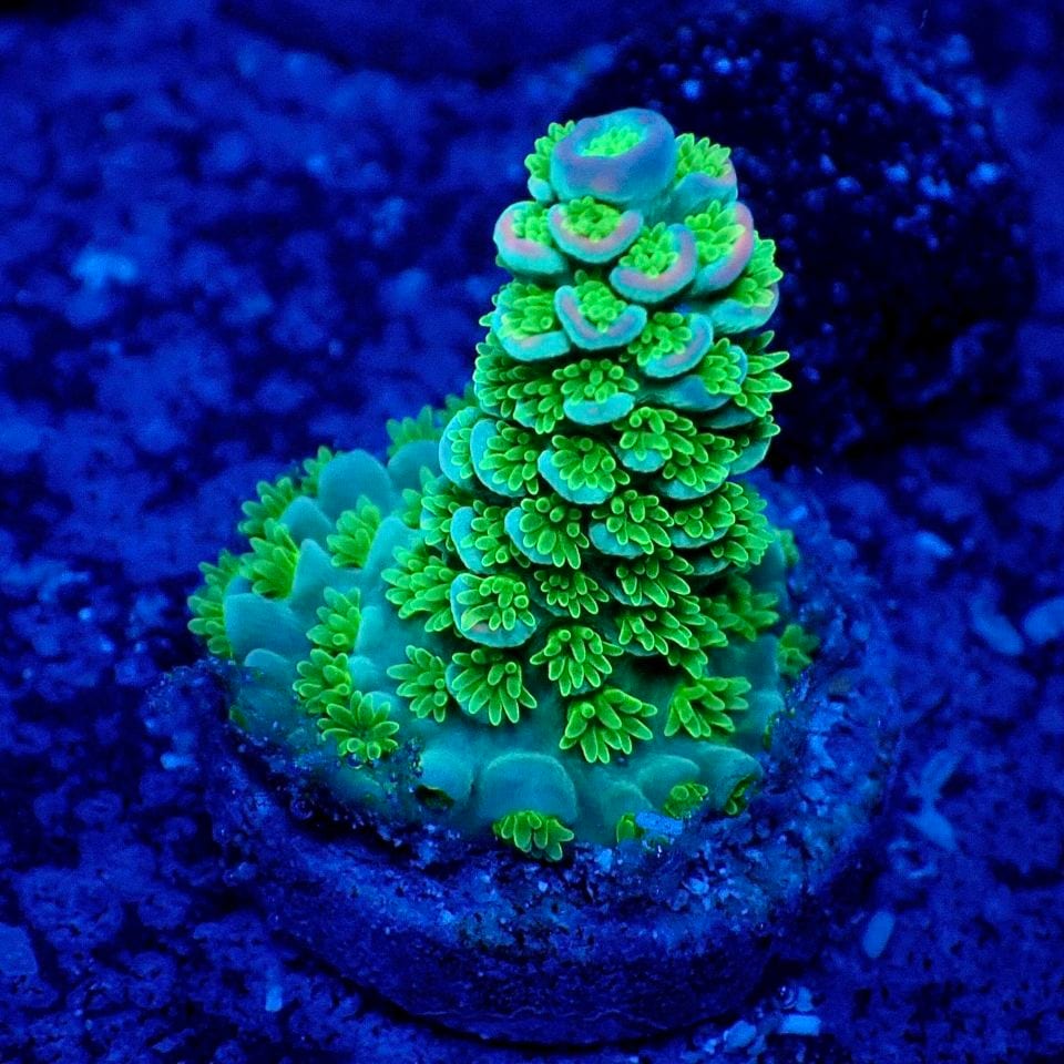 サンゴ,フラグサンゴ,ミドリイシ | CENTRAL CORAL