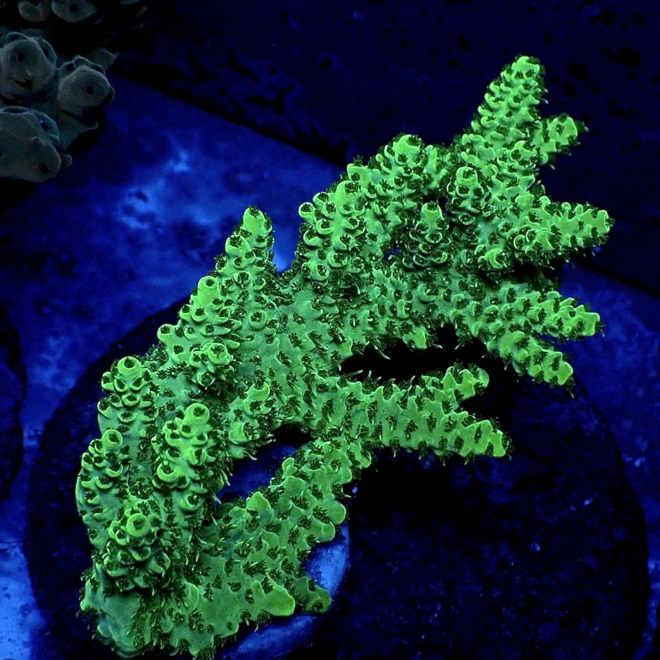 特価サンゴ・海水魚 | CENTRAL CORAL