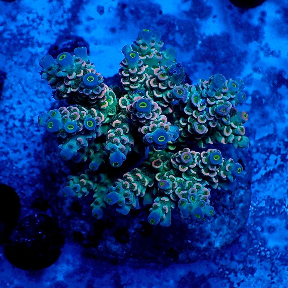 サンゴ,ミドリイシ | CENTRAL CORAL