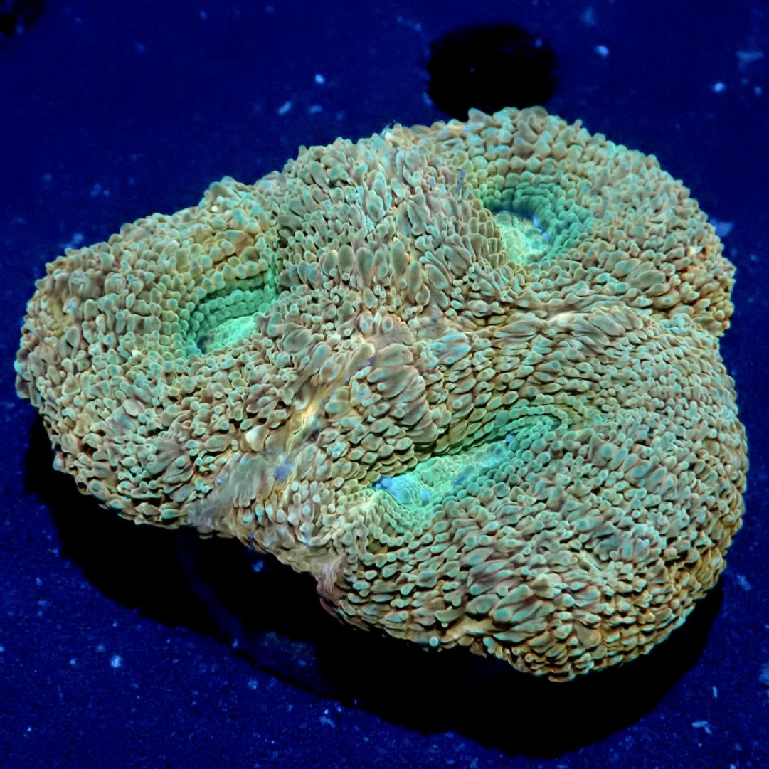 サンゴ,LPS,オオトゲキクメイシ | CENTRAL CORAL