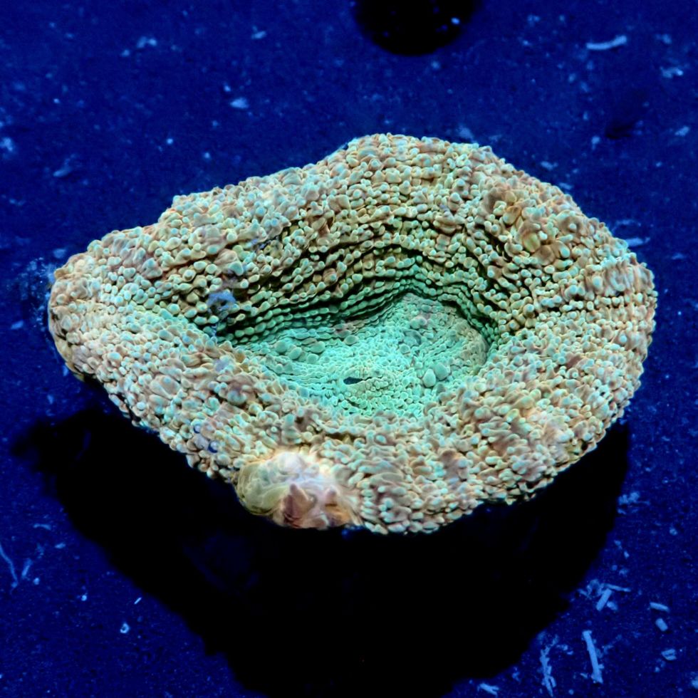 サンゴ | CENTRAL CORAL