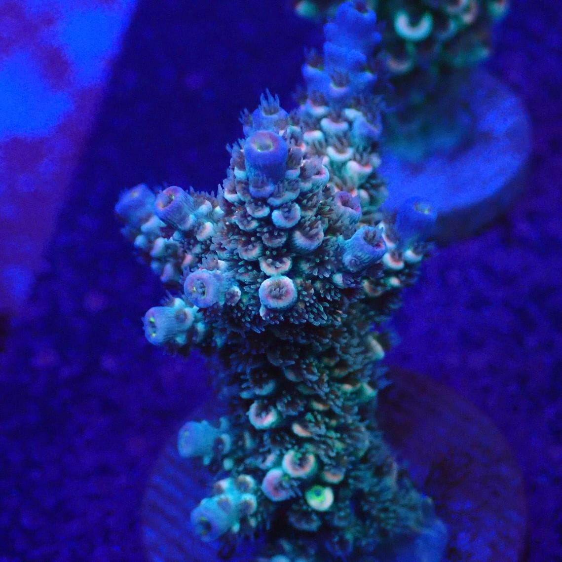 サンゴ,フラグサンゴ,ミドリイシ | CENTRAL CORAL