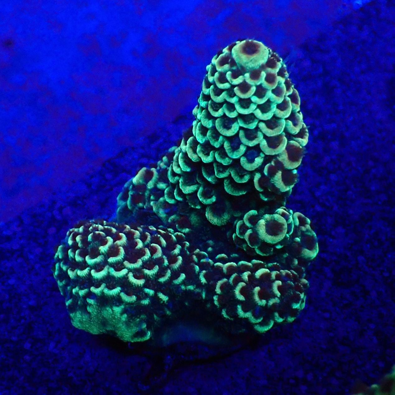 サンゴ,フラグサンゴ,ミドリイシ | CENTRAL CORAL