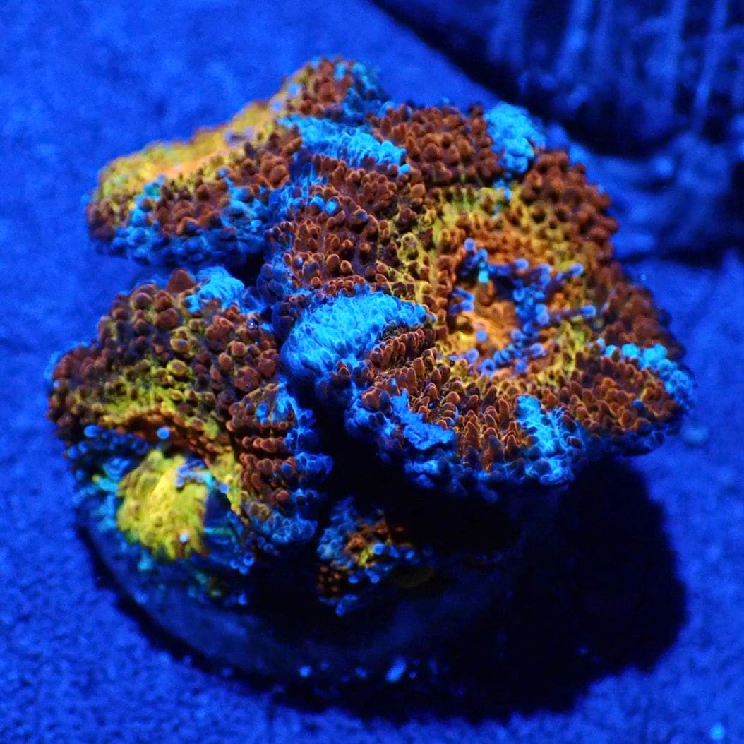 サンゴ,LPS | CENTRAL CORAL