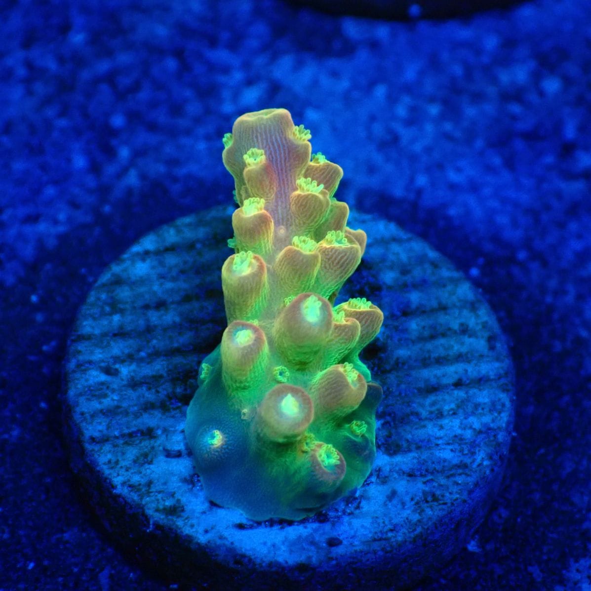 サンゴ,フラグサンゴ,ミドリイシ | CENTRAL CORAL