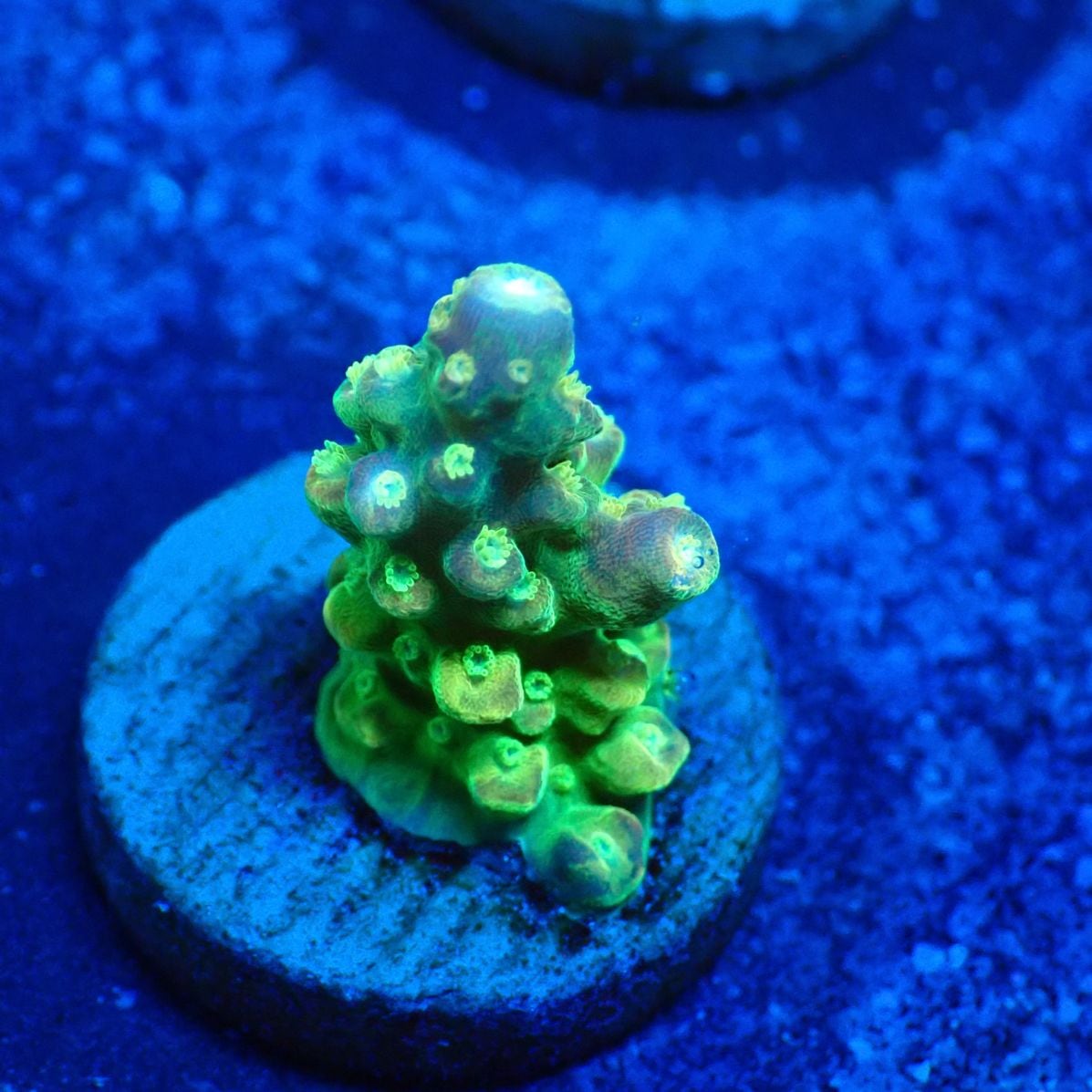 サンゴ,フラグサンゴ,ミドリイシ | CENTRAL CORAL