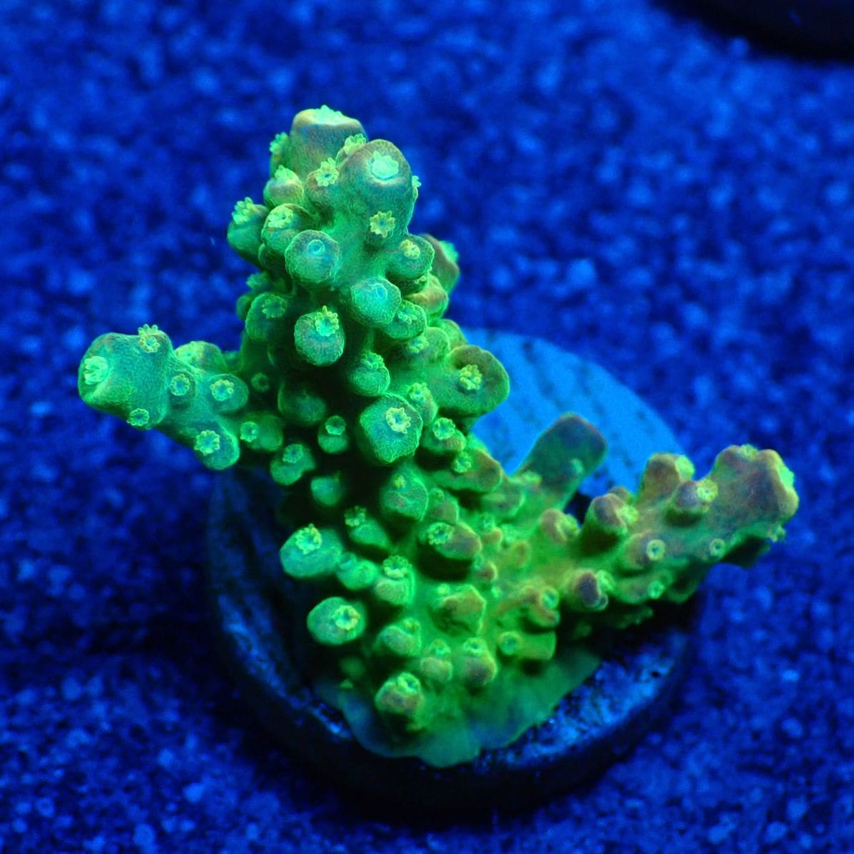 サンゴ,フラグサンゴ,ミドリイシ | CENTRAL CORAL