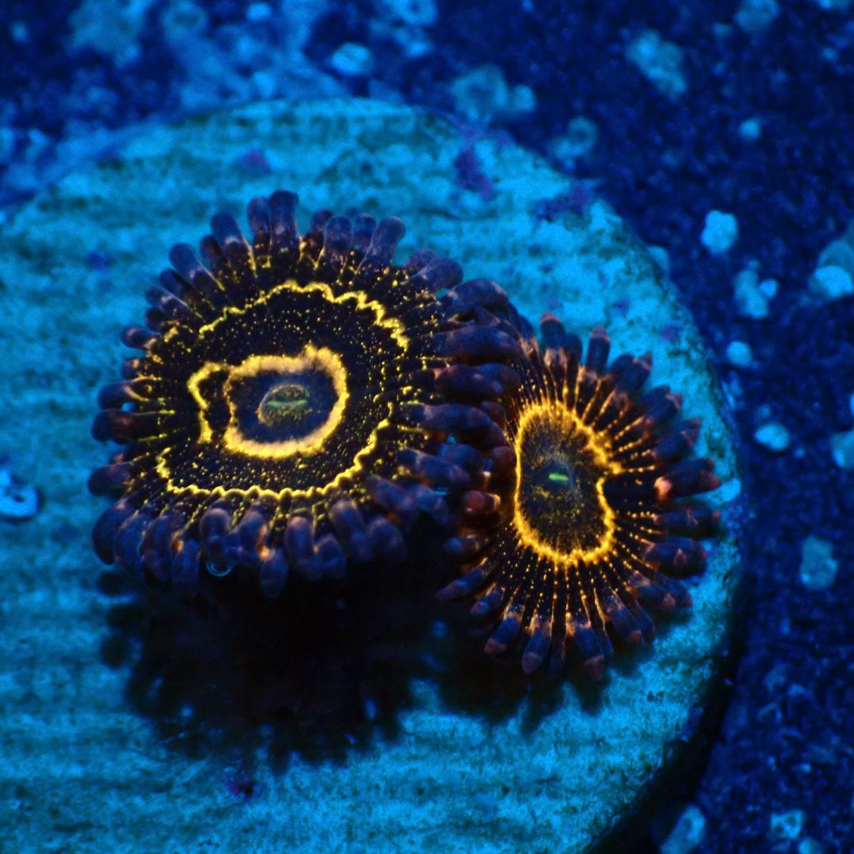 サンゴ,ソフトコーラル,マメスナギンチャク | CENTRAL CORAL