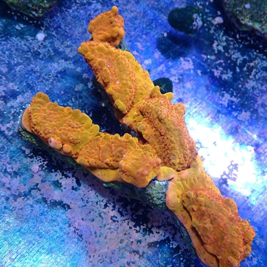 サンゴ,SPS | CENTRAL CORAL